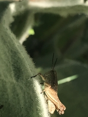 Phaulacridium vittatum