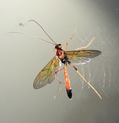 Opheltes glaucopterus barberi