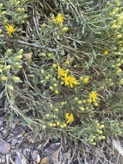 Ericameria obovata