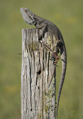 Pogona barbata