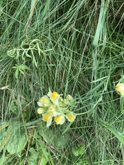 Linaria