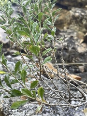 Ericameria obovata