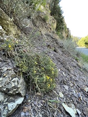 Ericameria obovata