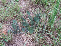Opuntia cespitosa