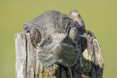 Pogona barbata