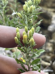 Ericameria obovata