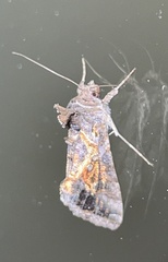 Chrysodeixis