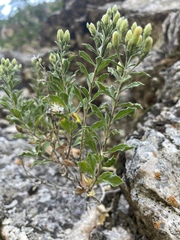 Ericameria obovata