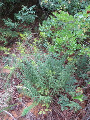 Solidago odora