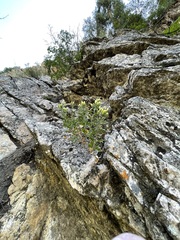 Ericameria obovata