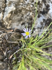 Erigeron arenarioides