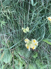 Linaria