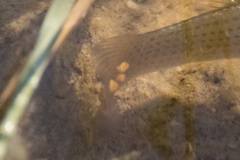 Poecilia latipinna