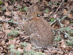 Sylvilagus floridanus