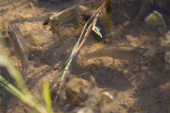 Poecilia latipinna