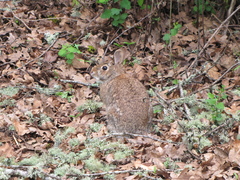Sylvilagus floridanus
