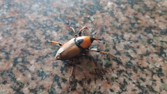 Cyrtotrachelus thompsoni