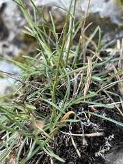 Erigeron arenarioides