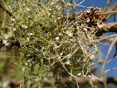 Ramalina stenospora