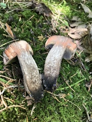 Tylopilus griseocarneus
