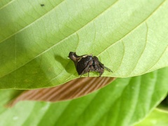 Wagneriana