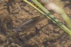 Poecilia latipinna