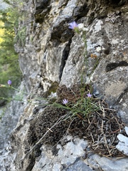 Erigeron arenarioides