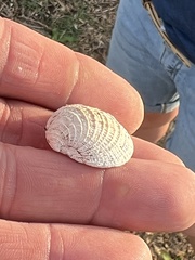 Chione elevata