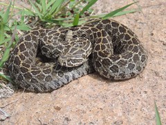 Crotalus polystictus
