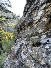 Erigeron arenarioides