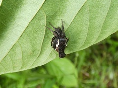Wagneriana
