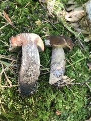 Tylopilus griseocarneus