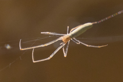 Tetragnatha laboriosa