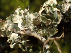 Parmotrema perforatum