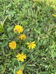 Hieracium lachenalii