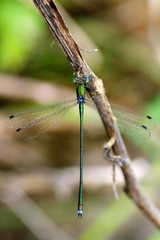 Lestes temporalis