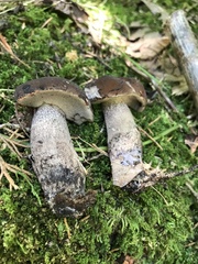 Tylopilus griseocarneus