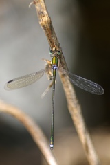 Lestes temporalis