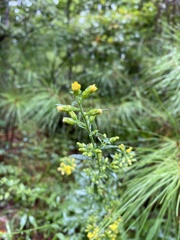 Solidago erecta