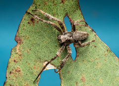 Araneidae
