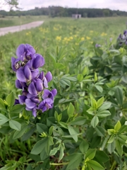 Baptisia