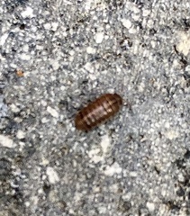 Armadillidium vulgare