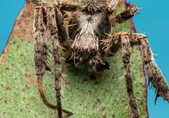 Araneidae