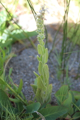 Stachys albens