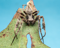 Araneidae