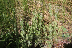 Stachys albens