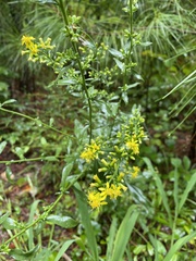 Solidago erecta