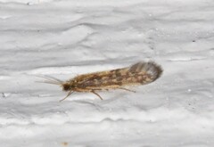 Agraylea multipunctata