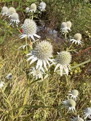 Eryngium aquaticum