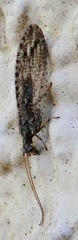 Micromus variolosus